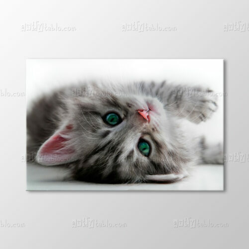 Yavru Kedi Tablo