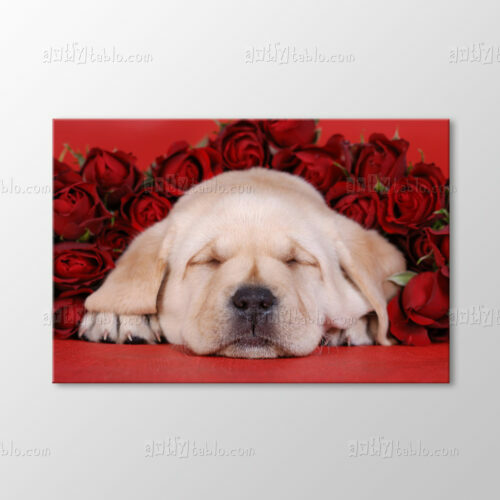 Yavru Köpek Tablo