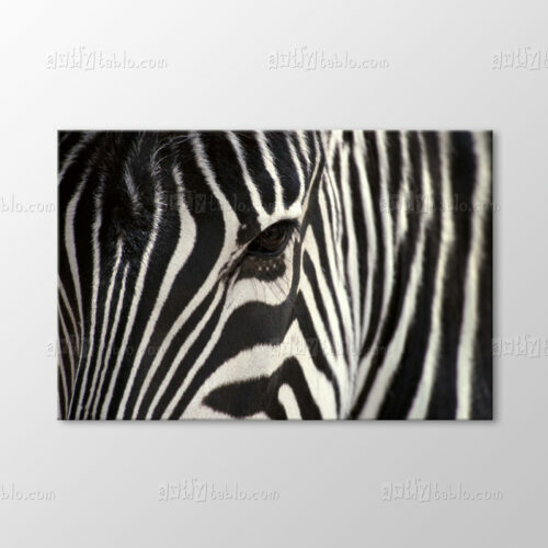 Zebra Tablo