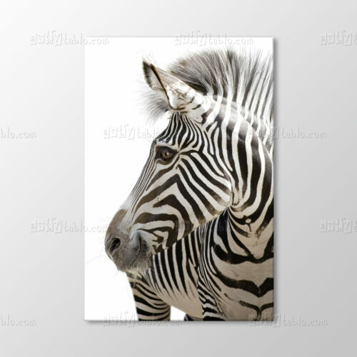 Zebra Tablo