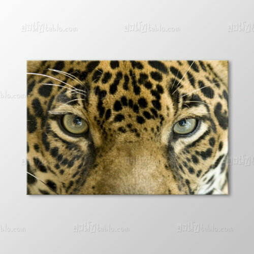 Leopar Tablo
