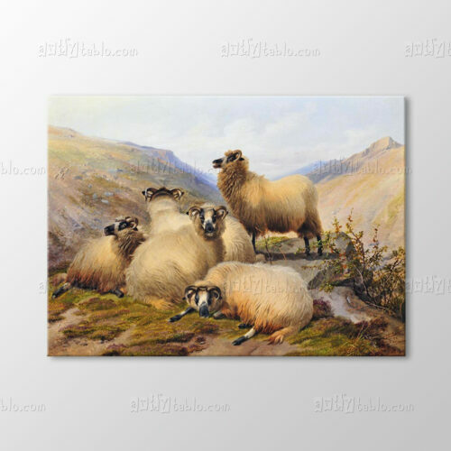 Sheep in The Highlands Tablo