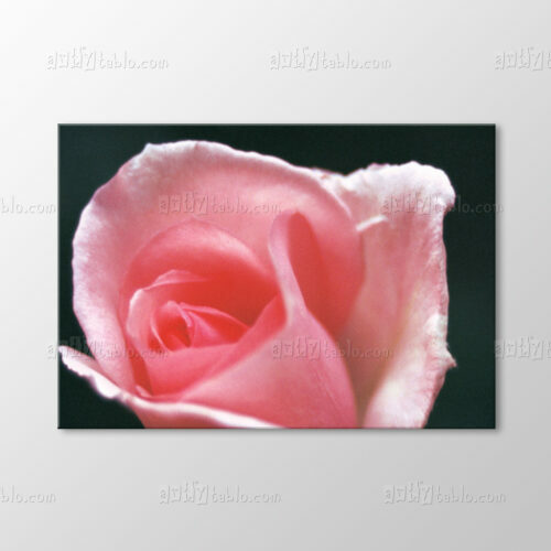 Pembe Gonca Gül Tablo