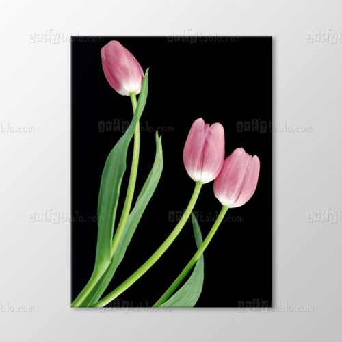 Pembe Laleler Tablo