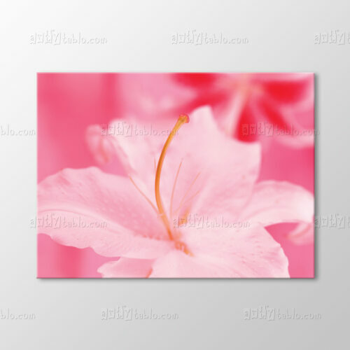 Pembe Lilyum Tablo
