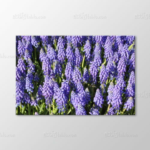 Muscari Tablo