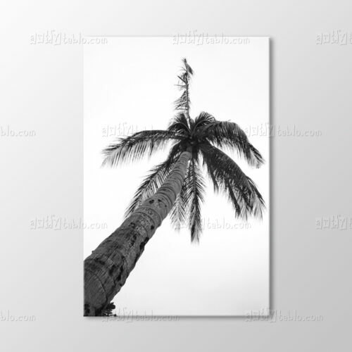 Palmiye, Phi Phi Island, Phuket Tablo