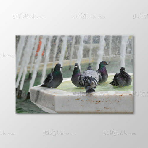 Güvercinler Tablo