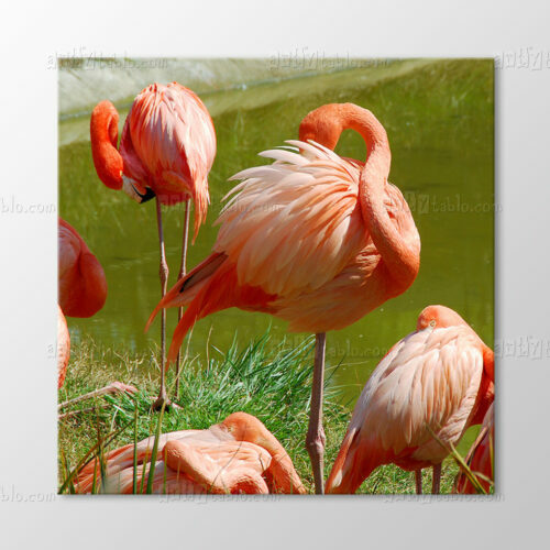 flamingolar Tablo
